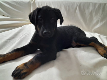 Cuccioli di Beauceron o Pastore Francese