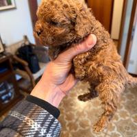 Cucciola Barboncino mini toy
