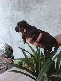 Cuccioli cocker spaniel inglese