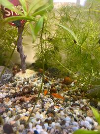 Portaspada e Lumache