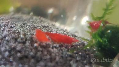 Neocaridina Red Fire OE "Orange eyes"