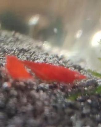 Neocaridina Red Fire OE "Orange eyes"
