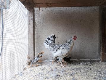 Pulcinotti gallina millefiori nana (americana)