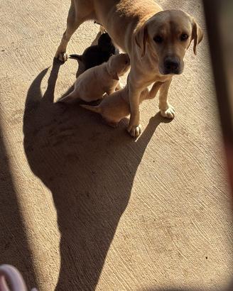 Cane 