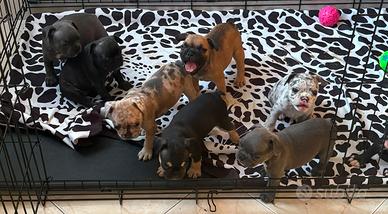 Cuccioli bulldog francese