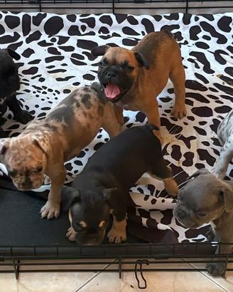 Cuccioli bulldog francese