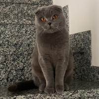 Scottish fold