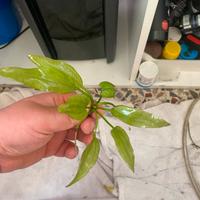 Hygrophila polysperma