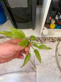 Hygrophila polysperma