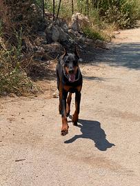 Dobermann per monte con pedigree