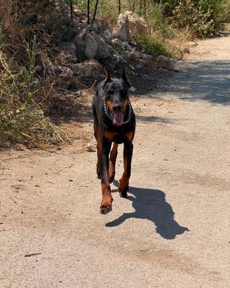 Dobermann per monte con pedigree