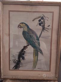 Disegni acquarello di Navarrino Navarrini