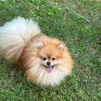 Spitz tedesco nano