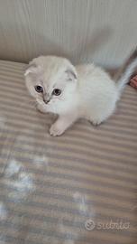 Scottish fold e straight