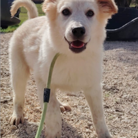 Cucciolo mix maremmano dolce e gioioso