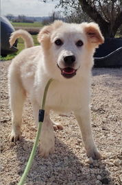 Cucciolo mix maremmano dolce e gioioso