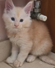Cucciolotti maine coon