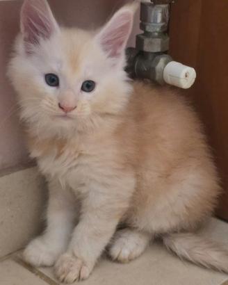 Cucciolotti maine coon