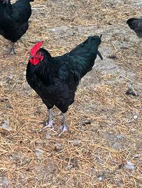 Polli australorp