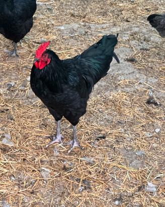 Polli australorp