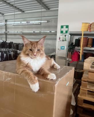 Maine coon cucciolo maschio