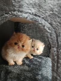 Cuccioli gatto persiano