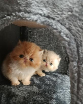 Cuccioli gatto persiano