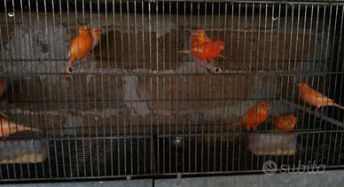 Canarini a fattore rosso