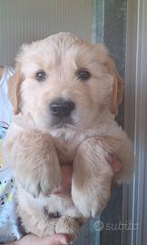 Cucciolo Golden Retriver
