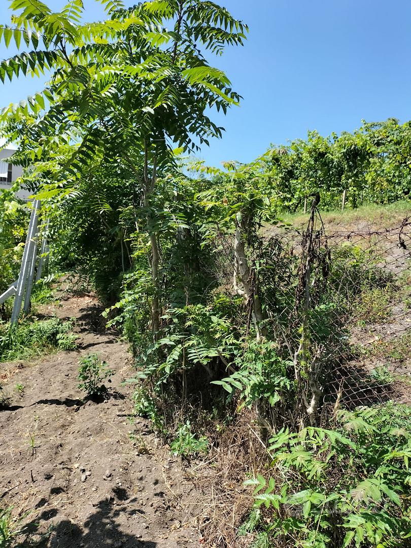 Terreno agricolo con Vigneto in piena produzione - Altro