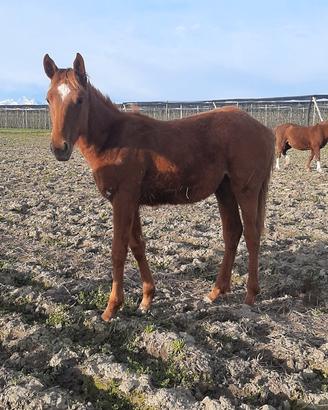 Cavallo Puledra 11 mesi incrocio irlandese quarter