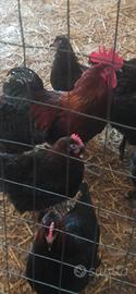 Gallo e pollastre Marans e Oliver Egger