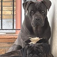 Cane corso disponibile per monte
