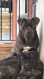 Cane corso disponibile per monte