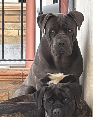 Cane corso disponibile per monte