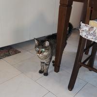 Gatti sterilizzati