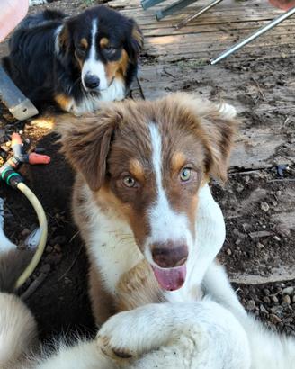Cuccioli pastore australiano australian shepherd