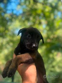Pastore belga malinois