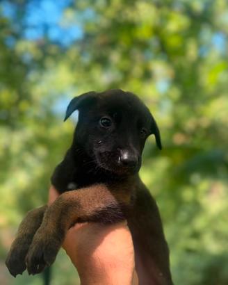 Pastore belga malinois