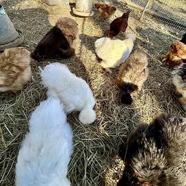 Galline Moroseta Padovane