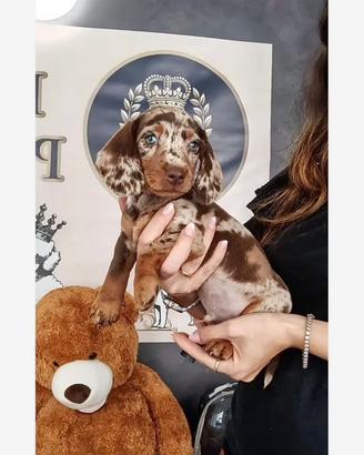 Cuccioli bassotti Kaninchen pag anche a rate