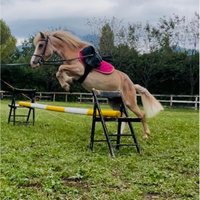 Pony