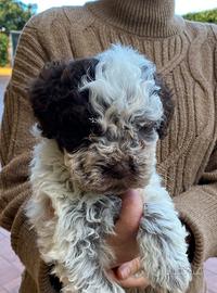 Cuccioli Lagotto