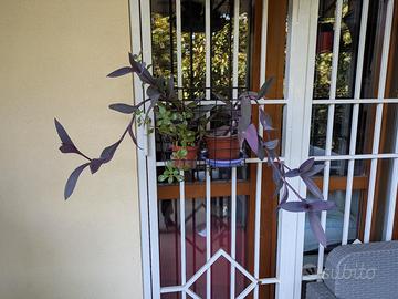 piante 