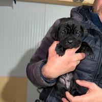 Cuccioli di cane corso