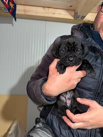 Cuccioli di cane corso