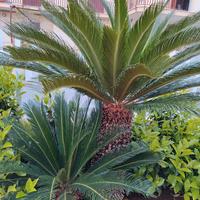 Cycas revoluta adulta