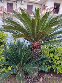 Cycas revoluta adulta