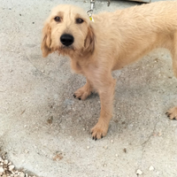 Segugia italiana pelo forte