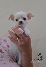 Cucciolo di chihuahua con pedigree